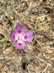 Clarkia gracilis sonomensis