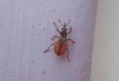 Malvapion malvae