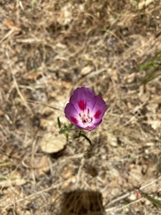 Clarkia gracilis sonomensis