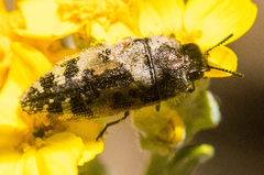 Acmaeodera hepburnii