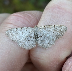 Aethalura intertexta