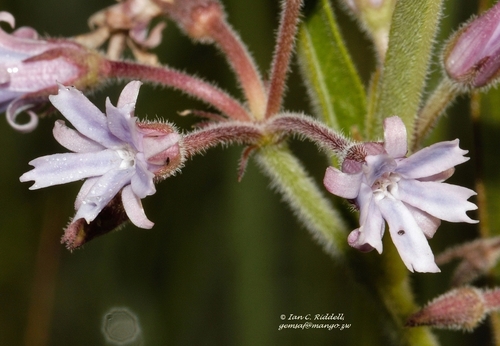 Margaretta rosea subsp. whytei image