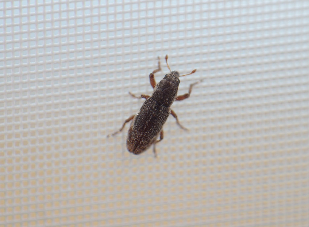 Microlarinus rhinocylloides
