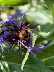 Bombus pratorum
