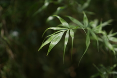 Dypsis pinnatifrons