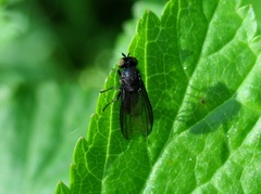Cnemacantha muscaria
