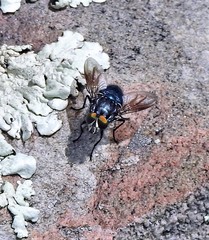 Sarconesiopsis magellanica