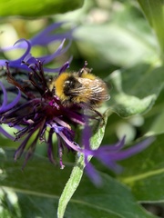 Bombus pratorum