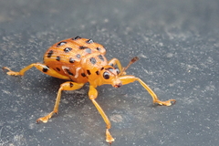 Agomadaranus