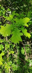 Quercus robur