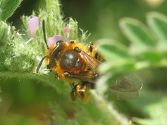 Andrena similis