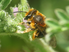 Andrena similis