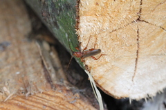 Phymatodes testaceus