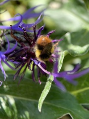 Bombus pratorum