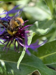 Bombus pratorum