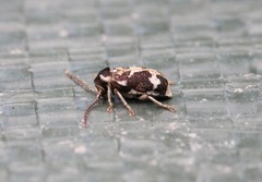 Ptinomorphus imperialis