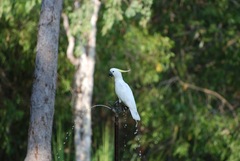 Cacatua galerita fitzroyi