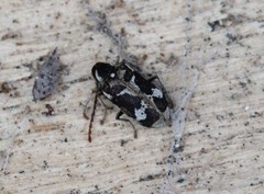 Ptinomorphus imperialis