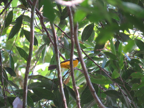 White-winged Shrike-Tanager (Lanio versicolor), photo 6