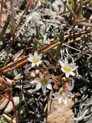 Lewisia triphylla