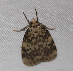 Hectobrocha subnigra