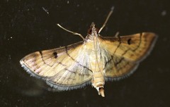 Cnaphalocrocis bilinealis