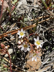 Lewisia triphylla