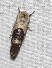 Hypertropha chlaenota