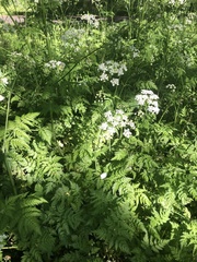 Anthriscus sylvestris