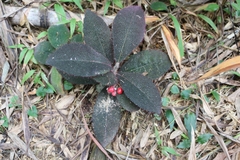 Ardisia mamillata