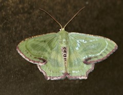 Metallochlora lineata