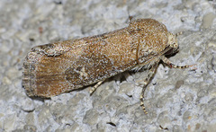 Plagiomimicus navia