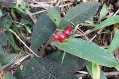 Ardisia mamillata