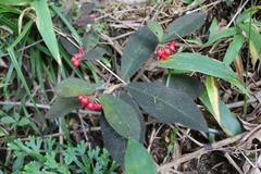 Ardisia mamillata