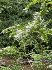 Styrax americanus