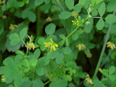 Medicago carstiensis
