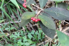 Ardisia mamillata