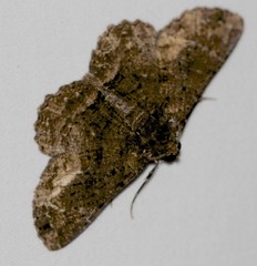 Paradromulia ambigua