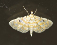 Notarcha aurolinealis