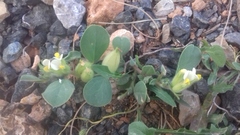 Tripodion tetraphyllum