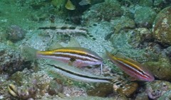 Parupeneus biaculeatus