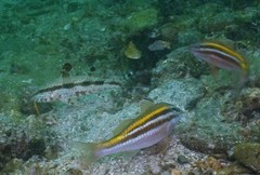 Parupeneus biaculeatus