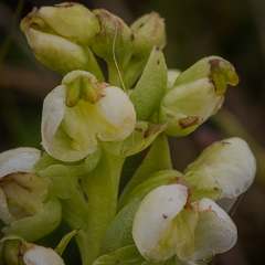Pterygodium leucanthum