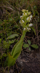 Pterygodium leucanthum