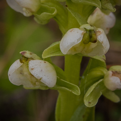 Pterygodium leucanthum
