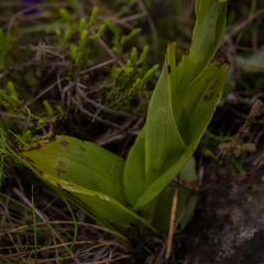 Pterygodium leucanthum