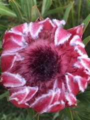 Protea × hybrida
