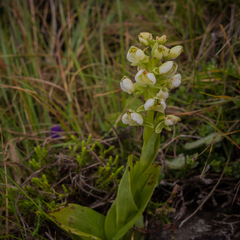 Pterygodium leucanthum