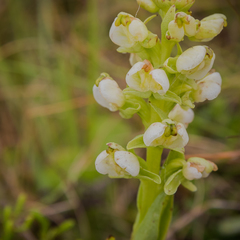 Pterygodium leucanthum