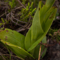 Pterygodium leucanthum